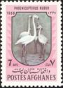 Greater Flamingo (Phoenicopterus roseus)