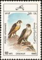 Peregrine Falcon (Falco peregrinus)