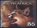 Caracal (Caracal caracal)