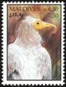 Egyptian Vulture (Neophron percnopterus)