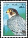 Peregrine Falcon (Falco peregrinus)