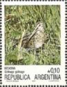 Common Snipe (Gallinago gallinago) (see Description)