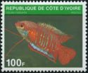 Banded Gourami (Colisa fasciata)