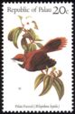 Palau Fantail (Rhipidura lepida)