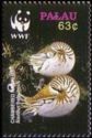 Palau Nautilus (Nautilus belauensis)
