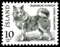 Islandic Dog (Canis lupus familiaris)