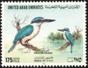 Red Sea Collared Kingfisher (Halcyon chloris)