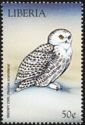 Snowy Owl (Bubo scandiacus)