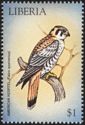 American Kestrel (Falco sparverius)