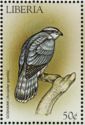Northern Goshawk (Accipiter gentilis)
