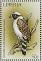 Laughing Falcon (Herpetotheres cachinnans)