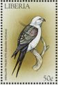 Swallow-Tailed Kite (Elanoides forficatus)