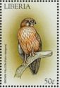 Brown Falcon (Falco berigora)