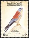 Lesser Kestrel (Falco naumanni)