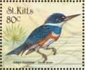 Belted Kingfisher (Ceryle alcyon)