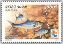 Indo-Pacific Tarpon (Megalops cyprinoides)
