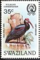 Southern Bald Ibis (Geronticus calvus)