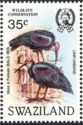 Southern Bald Ibis (Geronticus calvus)