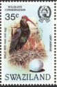 Southern Bald Ibis (Geronticus calvus)