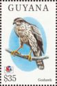 Northern Goshawk (Accipiter gentilis)