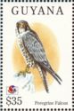 Peregrine Falcon (Falco peregrinus)