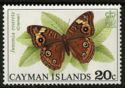 West Indian Buckeye (Junonia evarete)