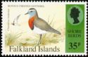 Rufous-chested Dotterel (Charadrius modestus)
