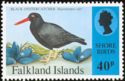 Black Oystercatcher (Haematopus ater) (see description)