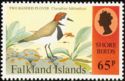 Two-banded Plover (Charadrius falklandicus)