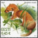 Least Weasel (Mustela nivalis)