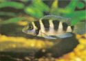 Lamprologus zebra