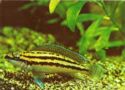 Pearl yulidohromis
