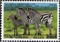 Burchell's Zebra (Equus burchelli)