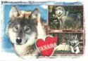 El lobo gris de Canadá