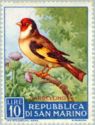 European Goldfinch (Carduelis carduelis)