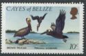 Brown Pelican (Pelecanus occidentalis)