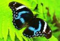 Papiliorama in Kerzers, Great Eggfly