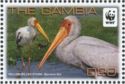 Yellow-billed Stork (Mycteria ibis)