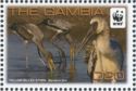Yellow-billed Stork (Mycteria ibis)