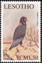 Bateleur Eagle (Terathopius ecaudatus)