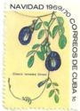 Clitoria ternatea