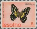 Citrus Swallowtail (Papilio demodocus)