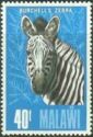 Burchell’s Zebra (Equus quagga burchellii)