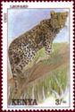 Leopard (Panthera pardus)