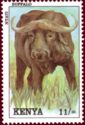 African Buffalo (Syncerus caffer)