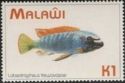 Trewavas Cichlid (Labeotropheus trewavasae)