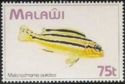 Golden Mbuna (Melanochromis auratus)