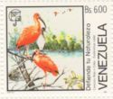 Scarlet Ibis (Eudocimus ruber)