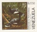 Helmeted Curassow (Pauxi pauxi)