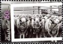 Merino Sheep (Ovis aries)